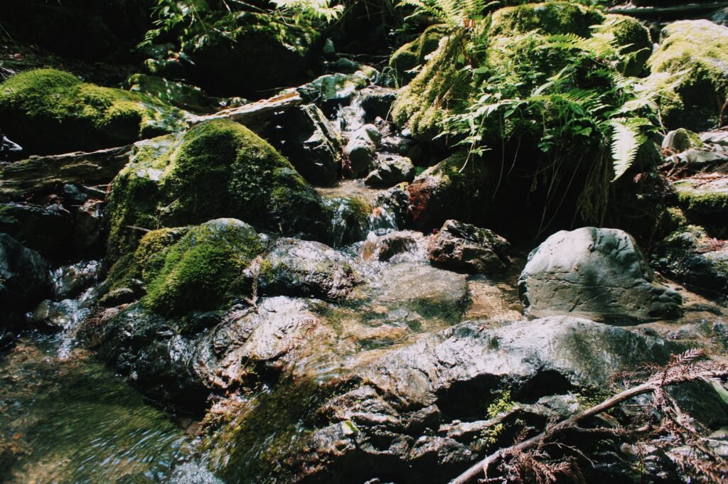 water-forest-rock-waterfall-wilderness-flower-river-stream-jungle-rapid-botany-flora-vegetation-rainforest-water-feature-155587-727281359