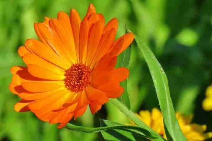 Calendula-officinalis-2-1-e1520885989604-156669972