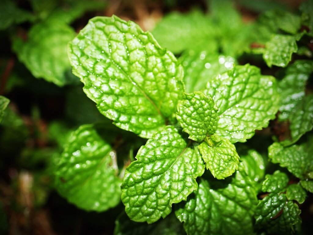 Menta-piperita-2569135391