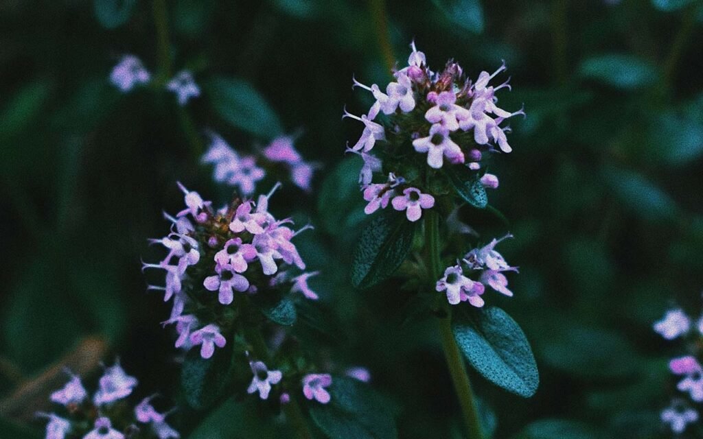 timo-thymus-478346575